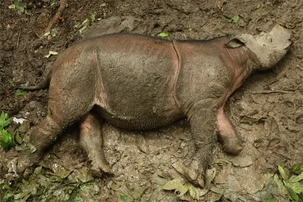 Bornean rhinoceros