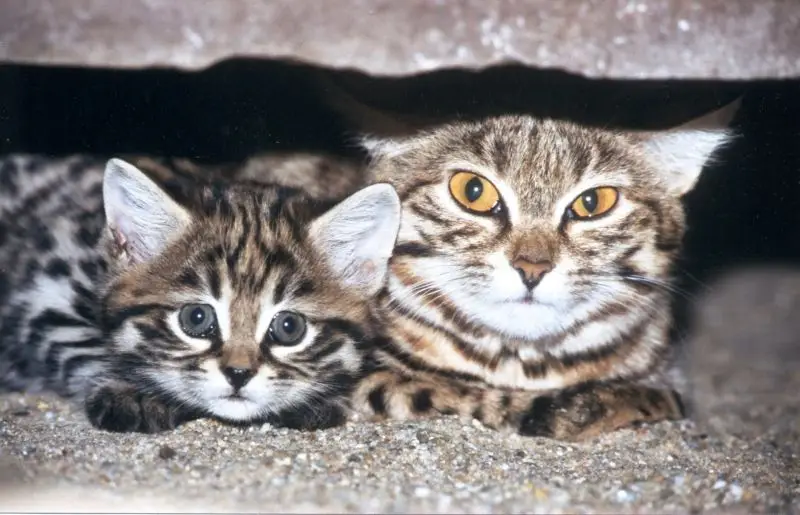 Black-Footed Cat photo