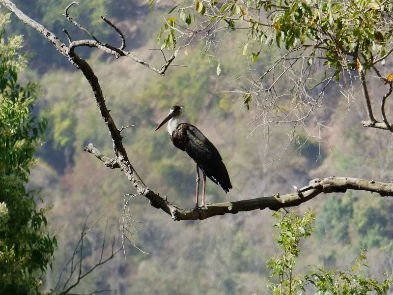 White-Necked Stork photo