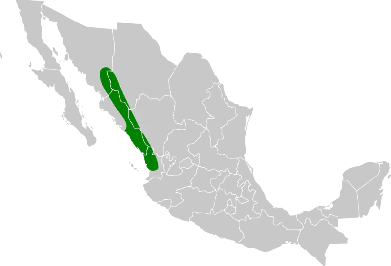 Range map of Purplish-backed Jay (Cyanocorax beecheii)