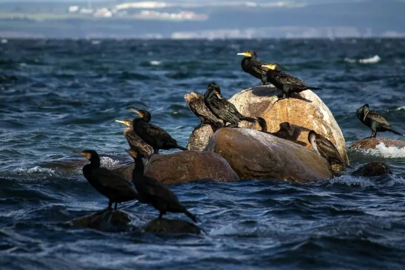 Great Cormorant photo