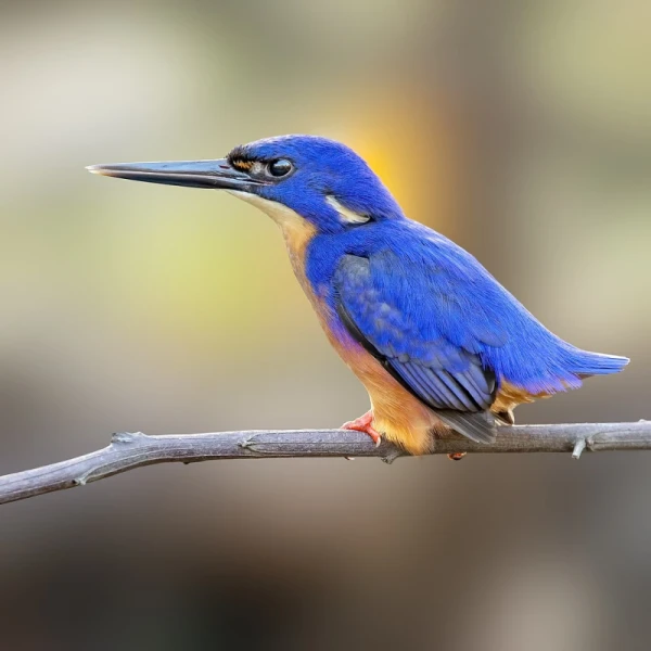 Azure Kingfisher photo