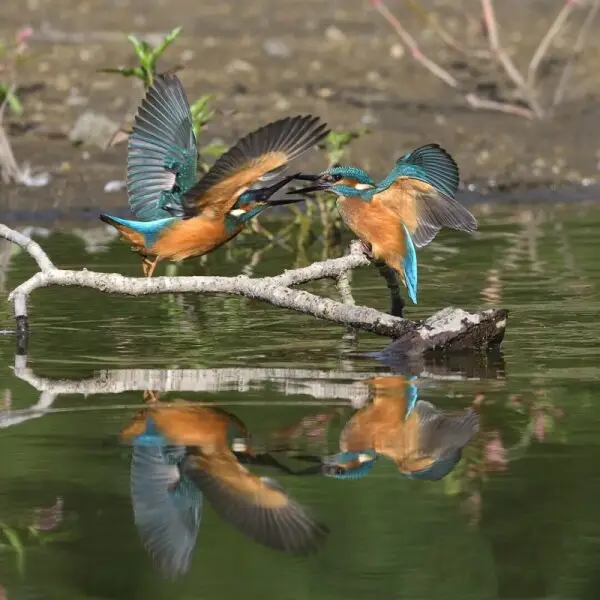 Common Kingfisher photo