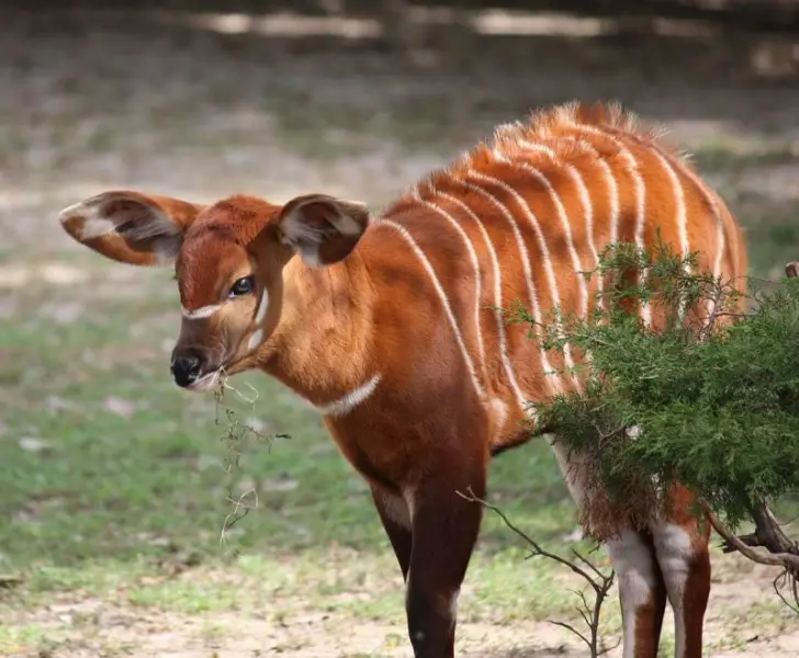 Bongo Antelope photo