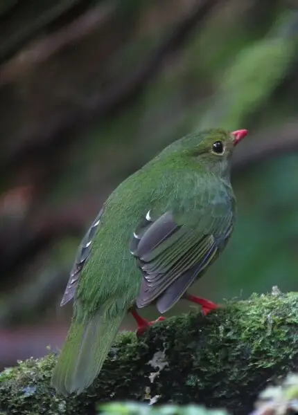 Manizales, Caldas, Colombia