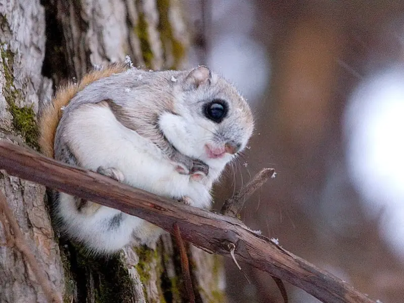 Siberian Flying Squirrel Facts, Diet, Habitat & Pictures on Animalia.bio