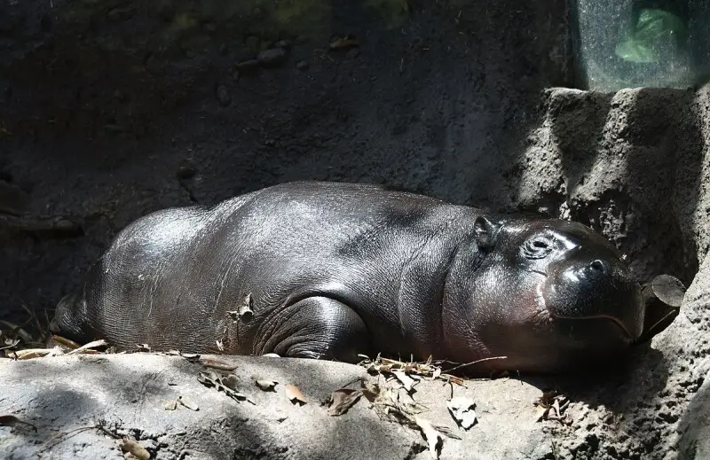 Pygmy Hippo photo