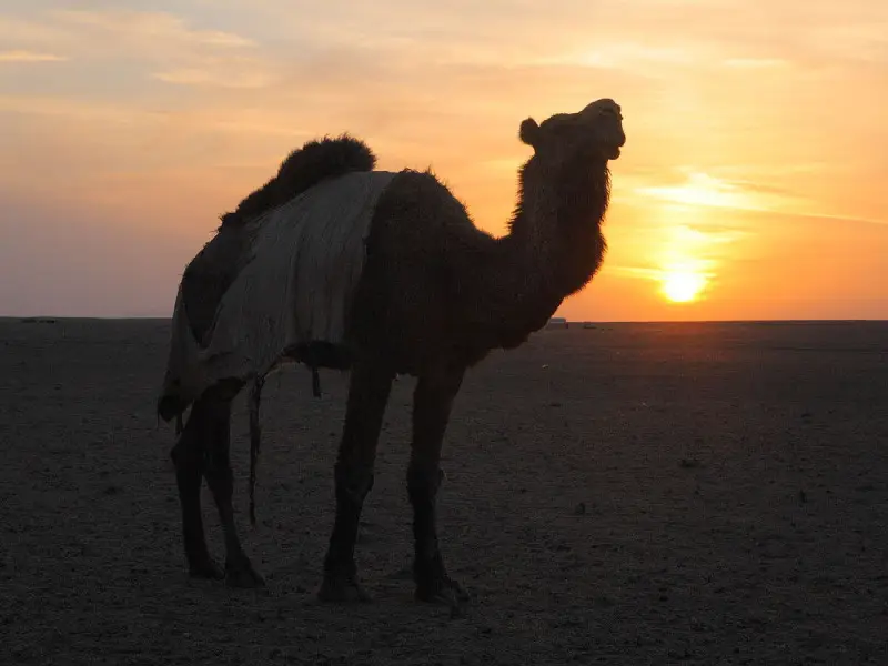 Dromedary Camel photo