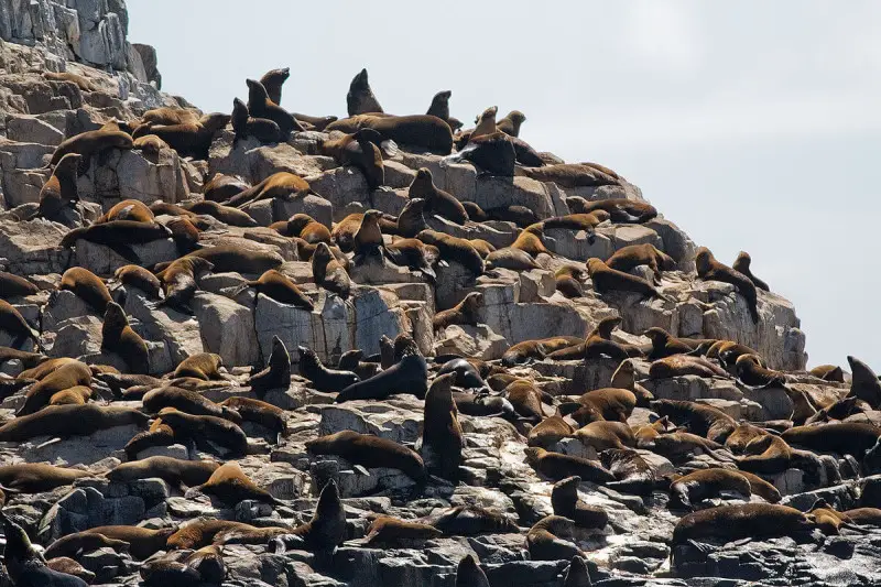 Australian Fur Seal Facts Diet Habitat Pictures On Animalia bio Australian Fur Seal Facts Diet Habitat Pictures On Animalia bio
