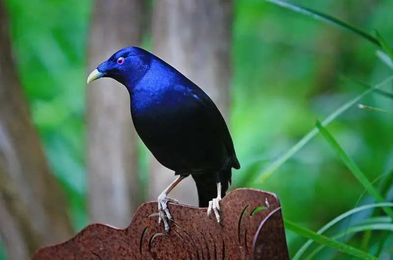 Satin Bowerbird photo