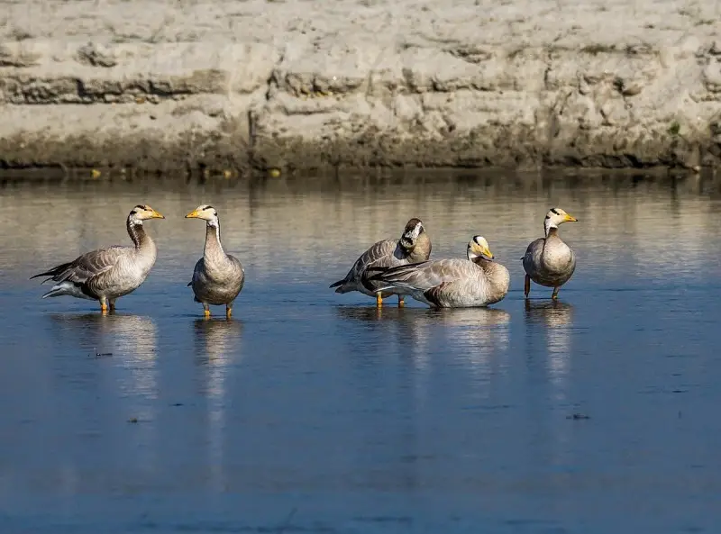 Bar-Headed Goose photo