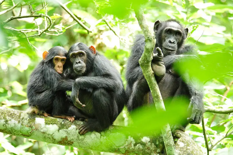 Common Chimpanzee photo