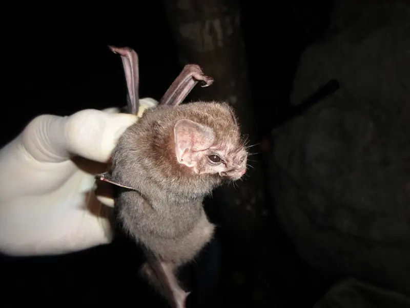 Hairy-Legged Vampire Bat photo