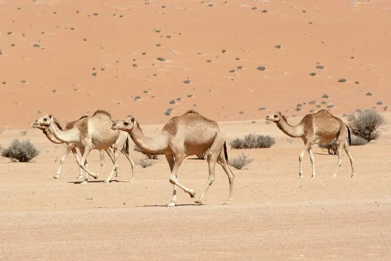 Dromedary Camel photo