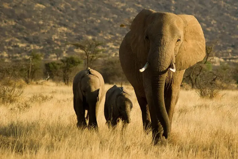 African Bush Elephant photo