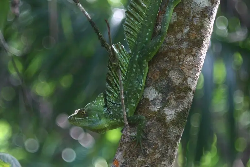 Plumed Basilisk photo