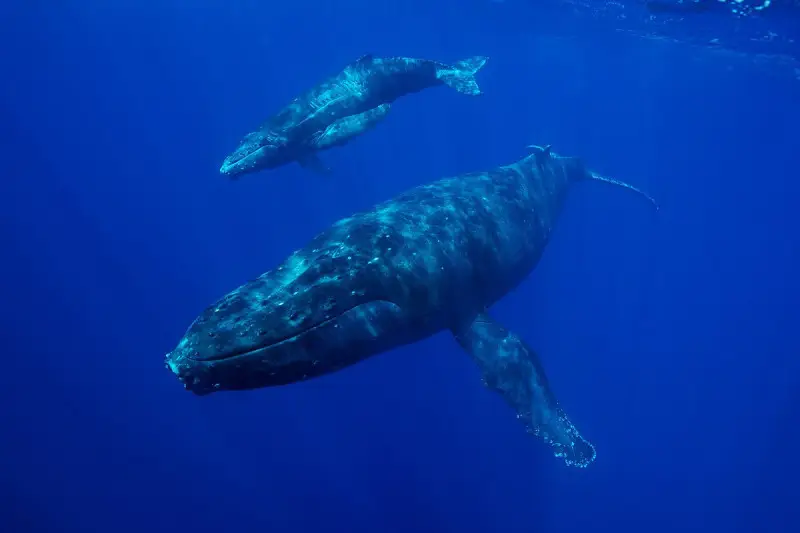 Humpback Whale photo