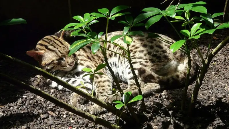 Leopard Cat photo