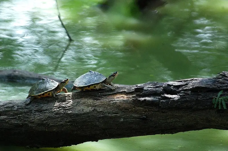 Indian Roofed Turtle photo