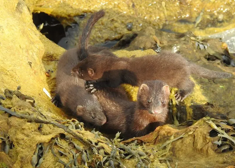 American Mink - Facts, Diet, Habitat & Pictures on 