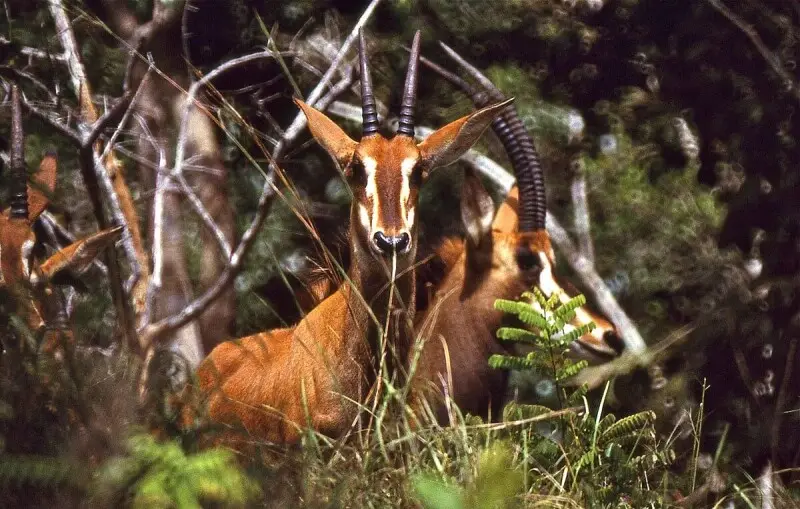 Sable Antelope photo
