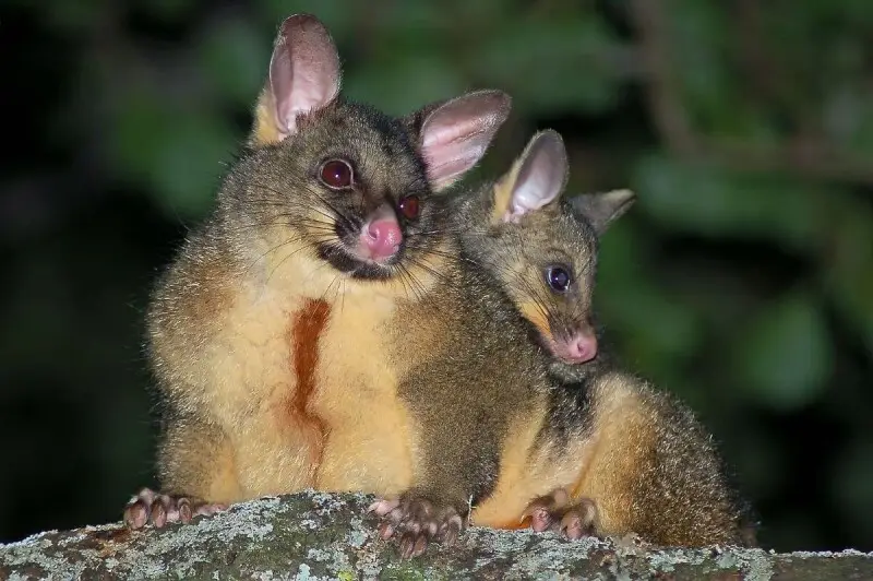 Common Brushtail Possum photo