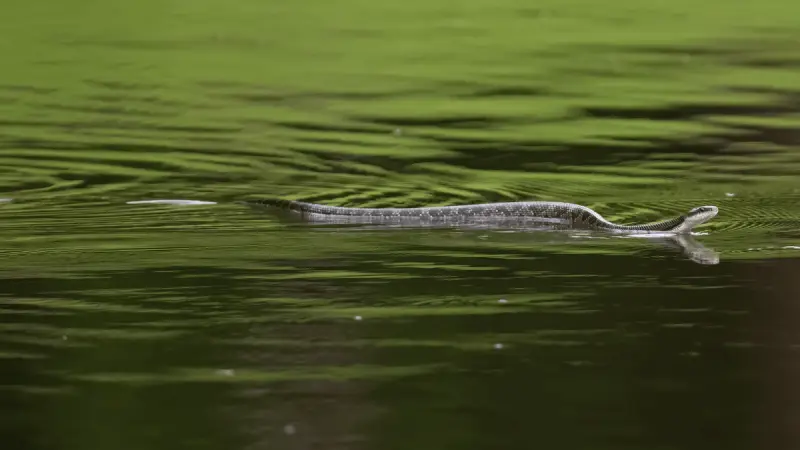 Western Rat Snake photo