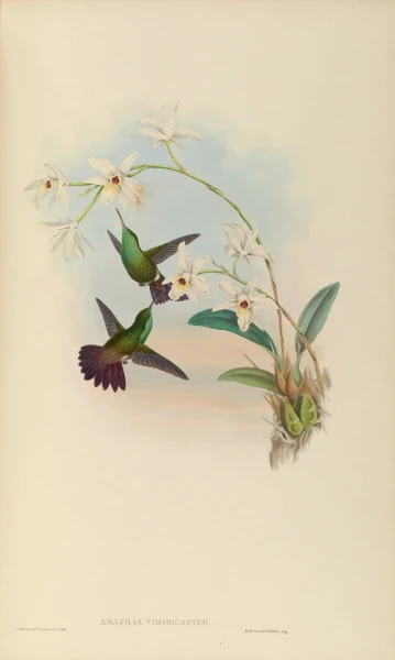Green-bellied hummingbird