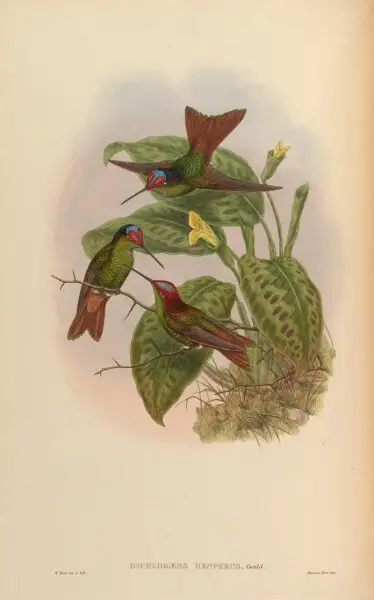 Diphlogaena hesperus = Coeligena iris hesperus [1]