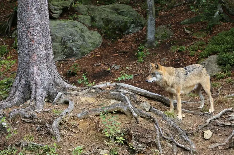 Wolfes in the free gehege of the Nationalpark Bayerischer Wald, center Falkenstein.