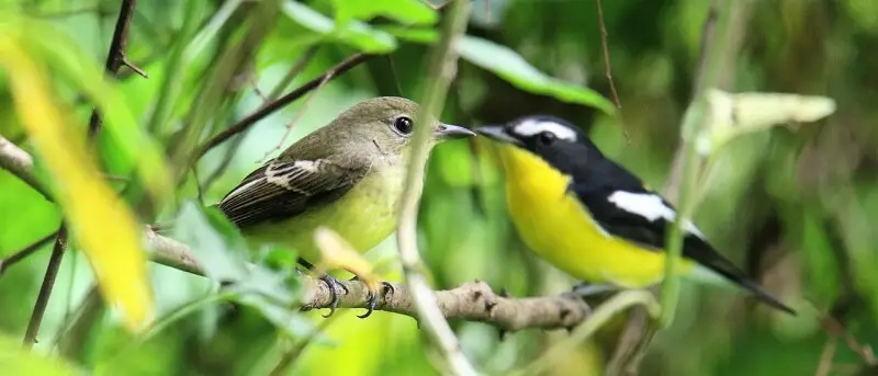 A pair of Yellow-rumped Flycatcher