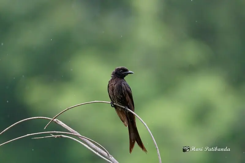 When I saw the bird, it had its backside to me. And it was brown, not black, and the tail had 3 splits. I took several pictures wondering what kind of drongo was that. Then it flew away and came back and it was normal old neighbourhood drongo. Boring! But