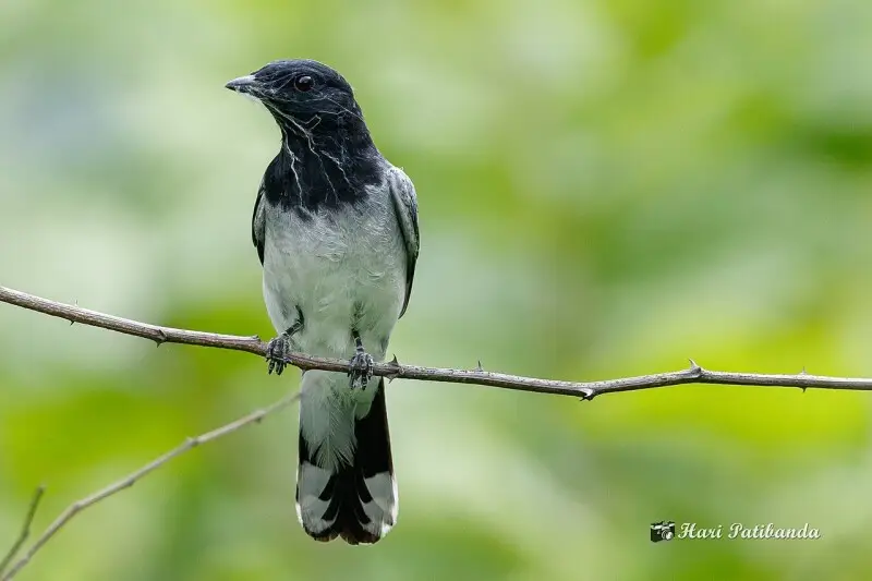 Another new sighting for me - though its a common bird in the forest areas. Here it was on a perch, watching a spider and its large cobweb. I thought it was trying to catch the spider, but boy I was so wrong. A expert birder later informed me that the bir