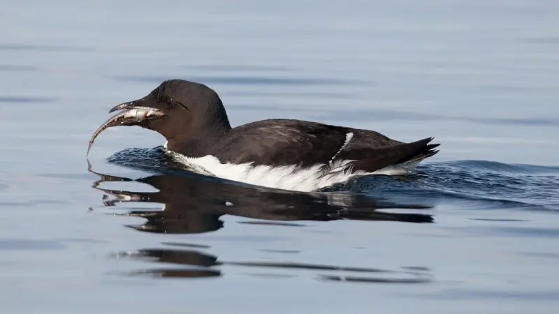 A Br?nnich's guillemot (Uria lomvia) was diving for a fish and succeeded.