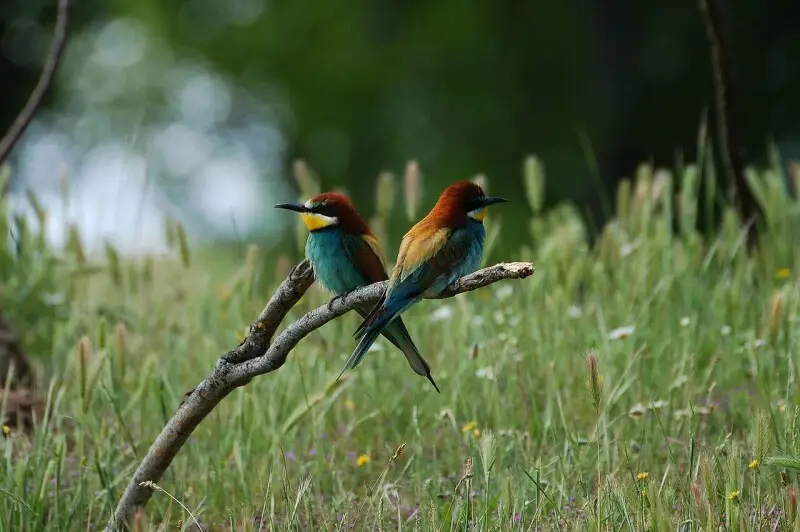 Two bee-eaters by the Manzanares River.