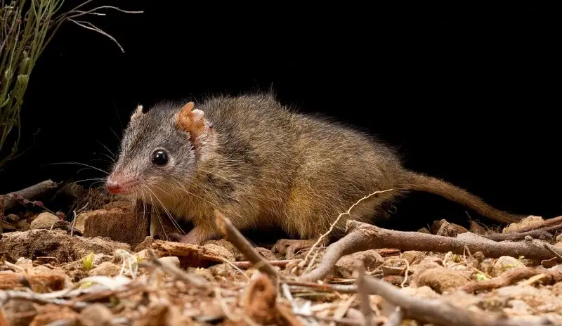 Yellow-footed antechinus - Facts, Diet, Habitat & Pictures on Animalia.bio