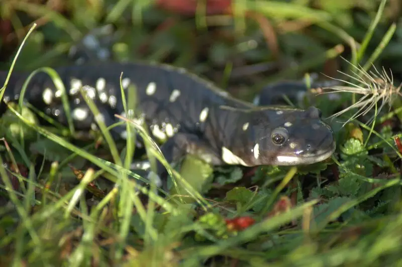 California tiger salamander - Facts, Diet, Habitat & Pictures on
