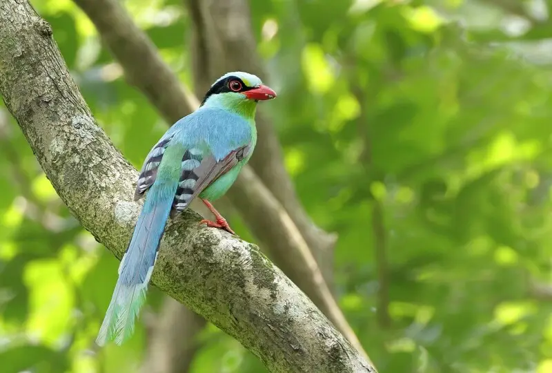 The Common Green Magpie Cissa chinensis is a member of the crow family, roughly about the size of the Eurasian Jay or slightly smaller. In the wild specimens are usually a bright green colour, slightly lighter on the underside and has a thick black stripe