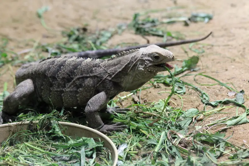 Cyclura nubila,  Cyclura nubila in ZOO Praha, Czech Republic