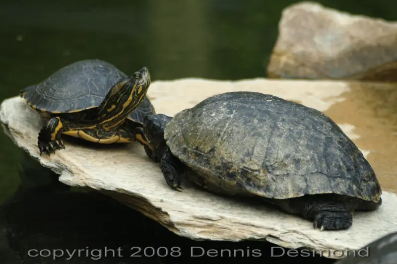 D'Orbigny's slider - Facts, Diet, Habitat & Pictures on Animalia.bio