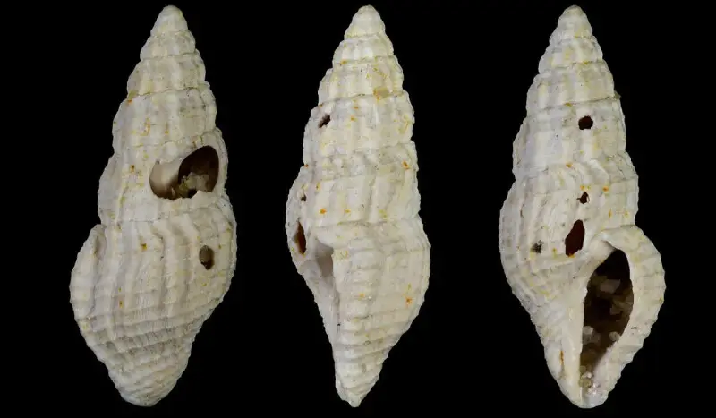 Crassispira sulcata adriani (Dollfus, 1899); family Pseudomelatomidae; fossil, Paris Basin, France