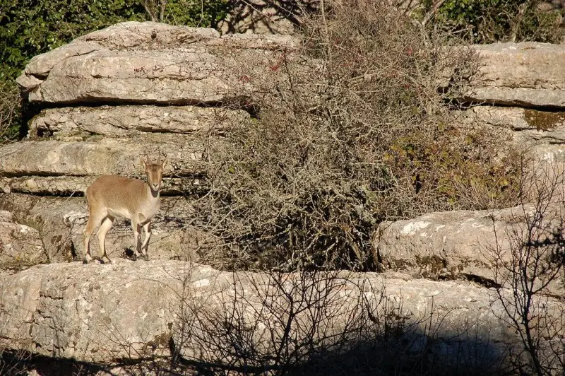A wild goat in El Torcal in Antequera, Spain
