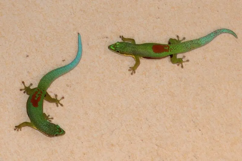 Gestreepte daggekko, Ranomafana