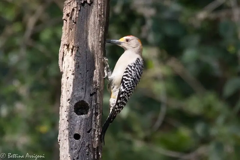 Golden-fronted Woodpecker (male) | Quinta Mazatlan | McAllen | TX|2018-03-02|12-08-34.jpg