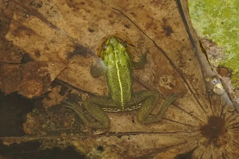 Euphlyctis hexadactylus Fatti, dieta, habitat e immagini su Animalia.bio