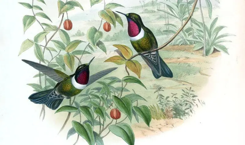 Heliangelus spencei (now Heliangelus amethysticollis spencei) in John Gould's Hummingbirds ISBN&#160;978-1555216610