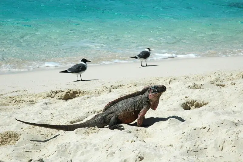 Rock iguana and seagulls .