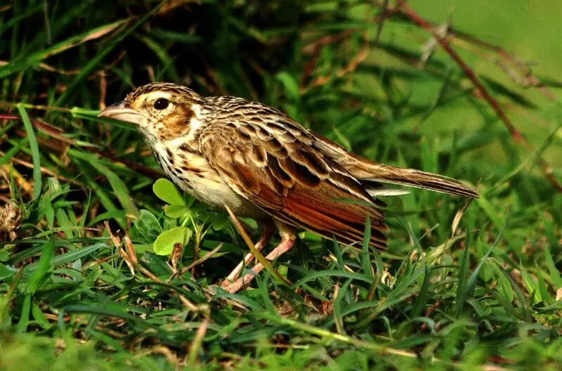 Indian Bushlark Mirafra erythroptera by Dr. Raju Kasambe. Photo taken in Yavatmal district, Maharashtra, India. Red-winged Bushlark