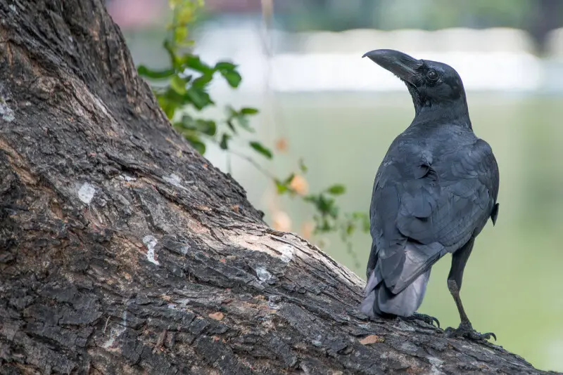 Eastern Jungle Crow Corvus levaillantii, at Lumpini Park, Bangkok - Photo by Thai National Parks, Thailand.