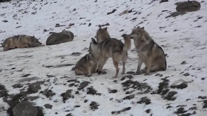 Loup de Sib?rie, Canis lupus albus, dans le parc des loups du G?vaudan, Loz?re, France.